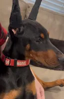 Elland Euro champion bloodline, a female Doberman Pinscher for sale in Cedar Rapids, IA – Photo 1 of 10