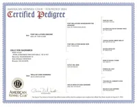 Elland Euro champion bloodline, a female Doberman Pinscher for sale in Cedar Rapids, IA – Photo 4 of 10