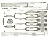 Elland Euro champion bloodline, a female Doberman Pinscher for sale in Cedar Rapids, IA – Photo 5 of 10