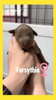 Forsythia yellow Fawn Girl, a female Doberman Pinscher for sale in Cedar Rapids, IA – Photo 2 of 6