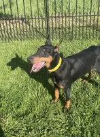 Kara 💜collar cropped 🖤female, a female Doberman Pinscher for sale in Cedar Rapids, IA – 7 of 8