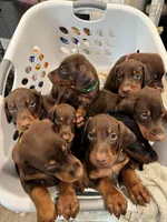 Judy Euro champion line, a female Doberman Pinscher for sale in Cedar Rapids, IA – Photo 3 of 3