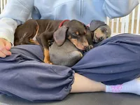 Kep1er ❤️collar cropped ❤️male, a male Doberman Pinscher for sale in Cedar Rapids, IA – Photo 3 of 5