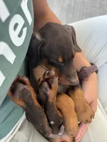 Kep1er ❤️collar cropped ❤️male, a male Doberman Pinscher for sale in Cedar Rapids, IA – Photo 4 of 5