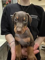 Kep1er ❤️collar cropped ❤️male, a male Doberman Pinscher for sale in Cedar Rapids, IA – Photo 2 of 5