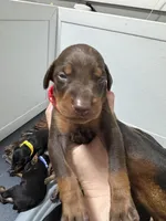 Kep1er ❤️collar Red male, a male Doberman Pinscher for sale in Cedar Rapids, IA – Photo 3 of 3