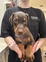 Kep1er ❤️collar Red male, a male Doberman Pinscher for sale in Cedar Rapids, IA – Photo 2 of 3