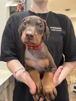 Kep1er ❤️collar Red male, a male Doberman Pinscher for sale in Cedar Rapids, IA – Photo 1 of 3