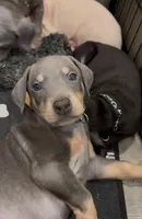 ireland Green boy blue n tan, a male Doberman Pinscher for sale in Cedar Rapids, IA – Photo 3 of 4