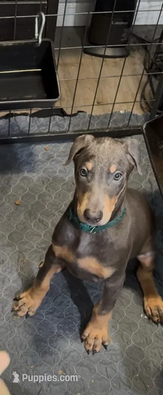 ireland Green boy blue n tan