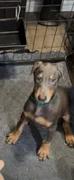 ireland Green boy blue n tan, a male Doberman Pinscher for sale in Cedar Rapids, IA – Photo 1 of 4