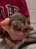 ireland Green boy blue n tan, a male Doberman Pinscher for sale in Cedar Rapids, IA – Photo 4 of 4