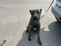 Tan, a male Perro de Presa Canario and Rottweiler for sale in Tacoma, WA – Photo 4 of 4