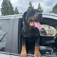 Tan, a male Perro de Presa Canario and Rottweiler for sale in Tacoma, WA – Photo 2 of 4