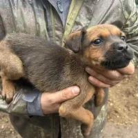 Tan, a male Perro de Presa Canario and Rottweiler for sale in Tacoma, WA – Photo 1 of 4