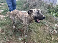 Piper, a female Perro de Presa Canario for sale in Tacoma, WA – 5 of 10