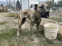 Piper, a female Perro de Presa Canario for sale in Tacoma, WA – 4 of 10