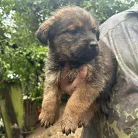 Black, a male Perro de Presa Canario and Rottweiler for sale in Tacoma, WA – Photo 1 of 5