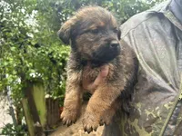 Black, a male Perro de Presa Canario and Rottweiler for sale in Tacoma, WA – Photo 1 of 5