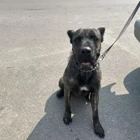 Black, a male Perro de Presa Canario and Rottweiler for sale in Tacoma, WA – Photo 5 of 5