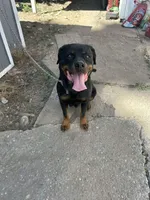 Black, a male Perro de Presa Canario and Rottweiler for sale in Tacoma, WA – Photo 4 of 5