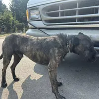 Black, a male Perro de Presa Canario and Rottweiler for sale in Tacoma, WA – Photo 3 of 5