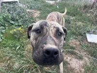 Piper, a female Perro de Presa Canario for sale in Tacoma, WA – 2 of 10