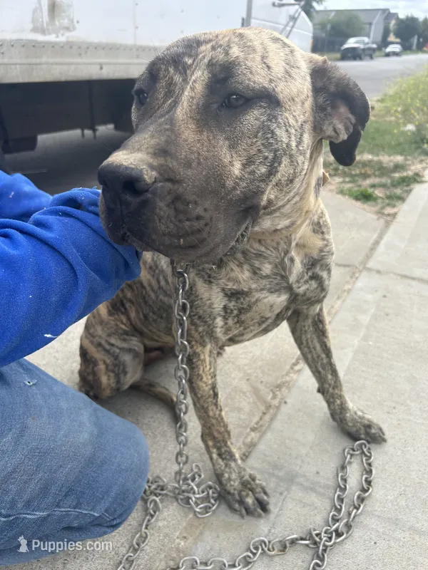 Piper – Perro de Presa Canario puppy for sale in Tacoma, WA