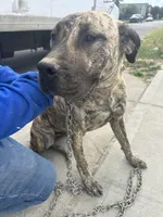 Piper, a female Perro de Presa Canario for sale in Tacoma, WA – 1 of 10