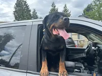 Pink, a male Perro de Presa Canario and Rottweiler for sale in Tacoma, WA – Photo 2 of 5