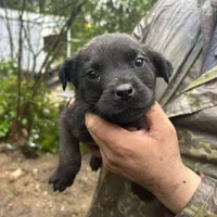 Pink, a male Perro de Presa Canario and Rottweiler for sale in Tacoma, WA – Photo 1 of 5