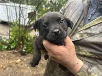 Pink, a male Perro de Presa Canario and Rottweiler for sale in Tacoma, WA – Photo 1 of 5