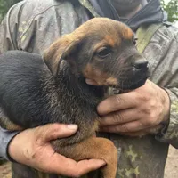 Blue, a male Perro de Presa Canario and Rottweiler for sale in Tacoma, WA – Photo 1 of 5