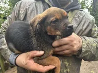 Blue, a male Perro de Presa Canario and Rottweiler for sale in Tacoma, WA – Photo 1 of 5