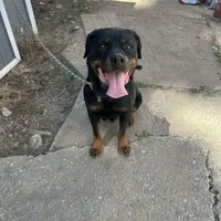 Blue, a male Perro de Presa Canario and Rottweiler for sale in Tacoma, WA – Photo 4 of 5