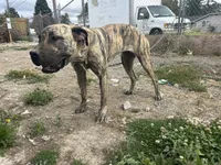 Piper, a female Perro de Presa Canario for sale in Tacoma, WA – 7 of 10