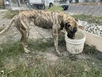 Piper, a female Perro de Presa Canario for sale in Tacoma, WA – 6 of 10