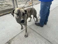 Piper, a female Perro de Presa Canario for sale in Tacoma, WA – 9 of 10