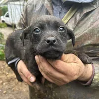 Red, a male Perro de Presa Canario and Rottweiler for sale in Tacoma, WA – Photo 1 of 5