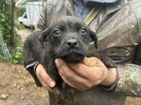 Red, a male Perro de Presa Canario and Rottweiler for sale in Tacoma, WA – Photo 1 of 5