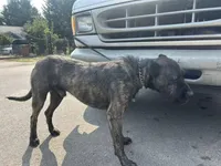 Red, a male Perro de Presa Canario and Rottweiler for sale in Tacoma, WA – Photo 3 of 5