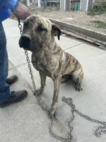 Piper, a female Perro de Presa Canario for sale in Tacoma, WA – 3 of 10