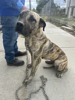 Piper, a female Perro de Presa Canario for sale in Tacoma, WA – 8 of 10