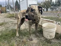 Piper, a female Perro de Presa Canario for sale in Tacoma, WA – 10 of 10