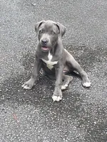JERRI, a female American Staffordshire Terrier and American Pit Bull Terrier for sale in Atlanta, GA – 3 of 8