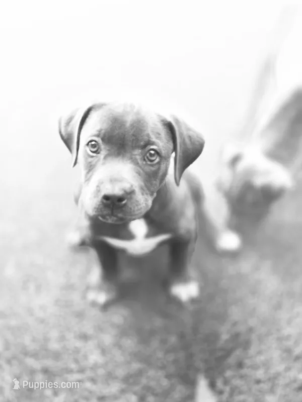 JERRI – American Staffordshire Terrier, American Pit Bull Terrier puppy for sale in Atlanta, GA
