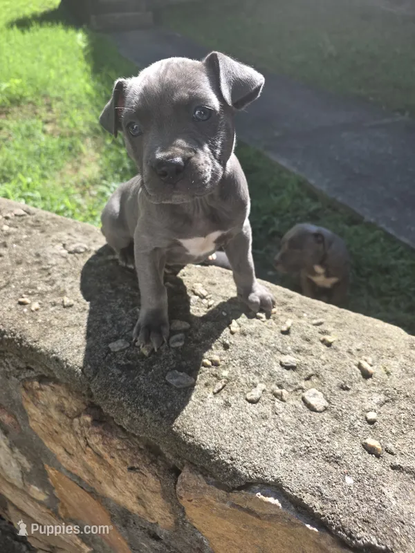JERRI – American Staffordshire Terrier, American Pit Bull Terrier puppy for sale in Atlanta, GA
