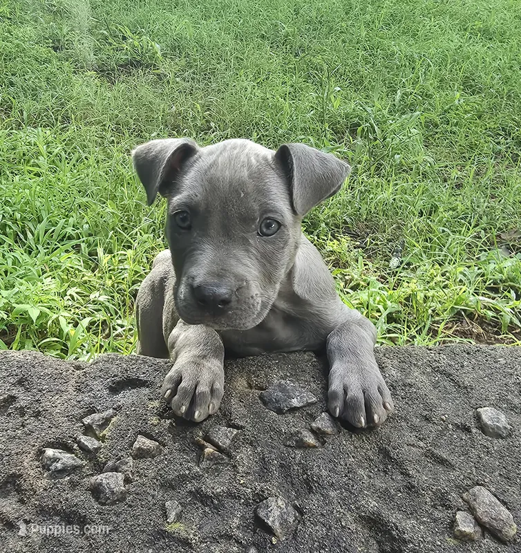 SHERRI – American Staffordshire Terrier, American Pit Bull Terrier puppy for sale in Atlanta, GA