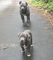 JERRI, a female American Staffordshire Terrier and American Pit Bull Terrier for sale in Atlanta, GA – 4 of 8
