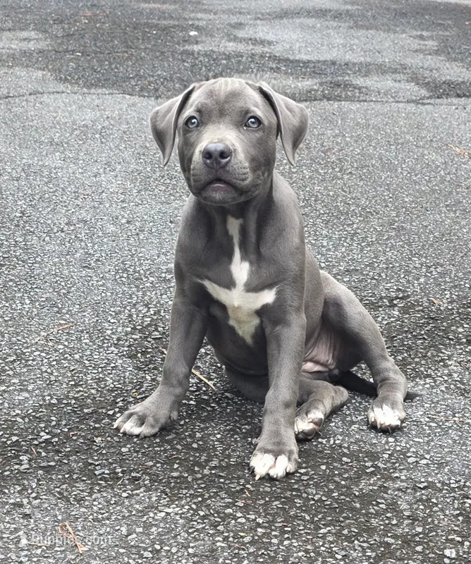 JERRI – American Staffordshire Terrier, American Pit Bull Terrier puppy for sale in Atlanta, GA